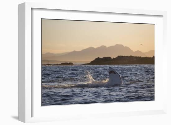 Great White Shark (Carcharodon Carcharias)-David Jenkins-Framed Photographic Print