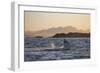 Great White Shark (Carcharodon Carcharias)-David Jenkins-Framed Photographic Print