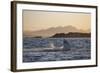 Great White Shark (Carcharodon Carcharias)-David Jenkins-Framed Photographic Print