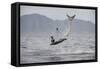 Great White Shark (Carcharodon Carcharias)-David Jenkins-Framed Stretched Canvas