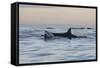 Great White Shark (Carcharodon Carcharias)-David Jenkins-Framed Stretched Canvas