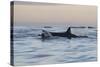 Great White Shark (Carcharodon Carcharias)-David Jenkins-Stretched Canvas