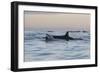 Great White Shark (Carcharodon Carcharias)-David Jenkins-Framed Photographic Print