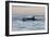 Great White Shark (Carcharodon Carcharias)-David Jenkins-Framed Photographic Print