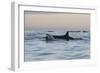 Great White Shark (Carcharodon Carcharias)-David Jenkins-Framed Photographic Print