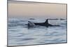 Great White Shark (Carcharodon Carcharias)-David Jenkins-Mounted Photographic Print