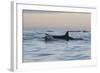 Great White Shark (Carcharodon Carcharias)-David Jenkins-Framed Photographic Print