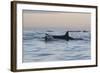 Great White Shark (Carcharodon Carcharias)-David Jenkins-Framed Photographic Print