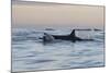 Great White Shark (Carcharodon Carcharias)-David Jenkins-Mounted Photographic Print