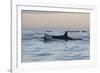 Great White Shark (Carcharodon Carcharias)-David Jenkins-Framed Photographic Print