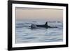 Great White Shark (Carcharodon Carcharias)-David Jenkins-Framed Photographic Print