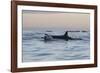 Great White Shark (Carcharodon Carcharias)-David Jenkins-Framed Photographic Print