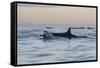 Great White Shark (Carcharodon Carcharias)-David Jenkins-Framed Stretched Canvas