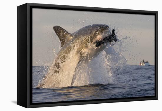 Great White Shark (Carcharodon Carcharias)-David Jenkins-Framed Stretched Canvas