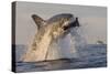 Great White Shark (Carcharodon Carcharias)-David Jenkins-Stretched Canvas