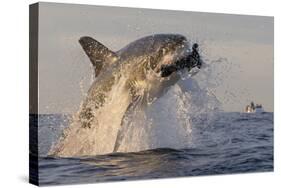 Great White Shark (Carcharodon Carcharias)-David Jenkins-Stretched Canvas