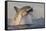 Great White Shark (Carcharodon Carcharias)-David Jenkins-Framed Stretched Canvas