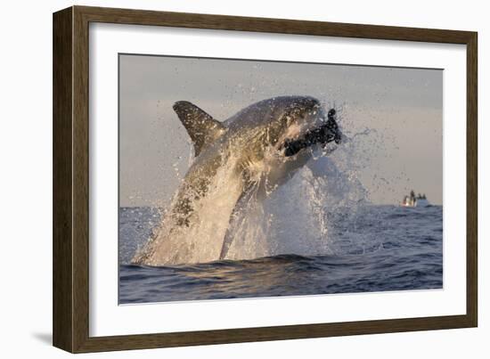 Great White Shark (Carcharodon Carcharias)-David Jenkins-Framed Photographic Print