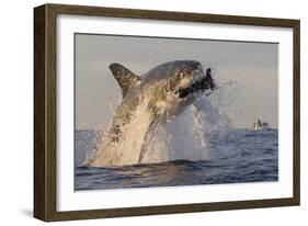 Great White Shark (Carcharodon Carcharias)-David Jenkins-Framed Photographic Print