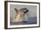 Great White Shark (Carcharodon Carcharias)-David Jenkins-Framed Photographic Print