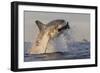 Great White Shark (Carcharodon Carcharias)-David Jenkins-Framed Photographic Print