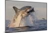 Great White Shark (Carcharodon Carcharias)-David Jenkins-Mounted Photographic Print