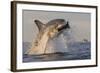 Great White Shark (Carcharodon Carcharias)-David Jenkins-Framed Photographic Print