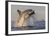 Great White Shark (Carcharodon Carcharias)-David Jenkins-Framed Photographic Print