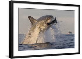 Great White Shark (Carcharodon Carcharias)-David Jenkins-Framed Photographic Print