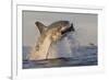 Great White Shark (Carcharodon Carcharias)-David Jenkins-Framed Photographic Print