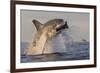 Great White Shark (Carcharodon Carcharias)-David Jenkins-Framed Photographic Print