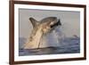 Great White Shark (Carcharodon Carcharias)-David Jenkins-Framed Photographic Print