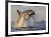 Great White Shark (Carcharodon Carcharias)-David Jenkins-Framed Photographic Print