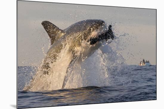 Great White Shark (Carcharodon Carcharias)-David Jenkins-Mounted Photographic Print