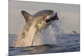 Great White Shark (Carcharodon Carcharias)-David Jenkins-Mounted Photographic Print