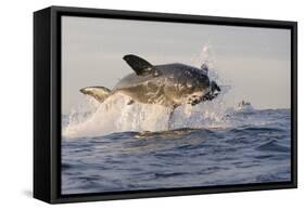 Great White Shark (Carcharodon Carcharias)-David Jenkins-Framed Stretched Canvas