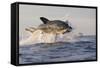 Great White Shark (Carcharodon Carcharias)-David Jenkins-Framed Stretched Canvas