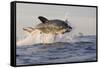 Great White Shark (Carcharodon Carcharias)-David Jenkins-Framed Stretched Canvas