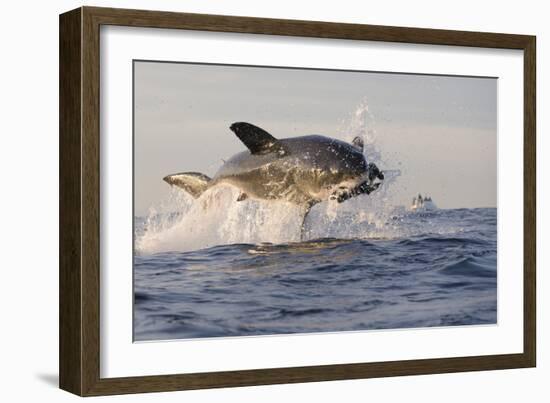 Great White Shark (Carcharodon Carcharias)-David Jenkins-Framed Photographic Print