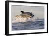 Great White Shark (Carcharodon Carcharias)-David Jenkins-Framed Photographic Print