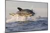 Great White Shark (Carcharodon Carcharias)-David Jenkins-Mounted Photographic Print