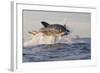 Great White Shark (Carcharodon Carcharias)-David Jenkins-Framed Photographic Print