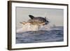 Great White Shark (Carcharodon Carcharias)-David Jenkins-Framed Photographic Print