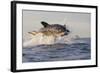 Great White Shark (Carcharodon Carcharias)-David Jenkins-Framed Photographic Print