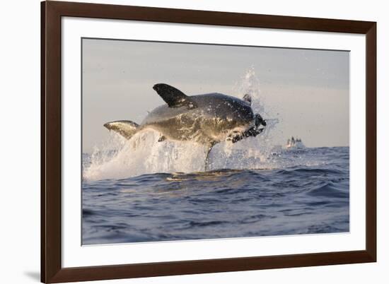 Great White Shark (Carcharodon Carcharias)-David Jenkins-Framed Photographic Print