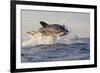 Great White Shark (Carcharodon Carcharias)-David Jenkins-Framed Photographic Print