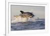 Great White Shark (Carcharodon Carcharias)-David Jenkins-Framed Photographic Print