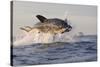 Great White Shark (Carcharodon Carcharias)-David Jenkins-Stretched Canvas