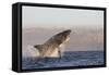 Great White Shark (Carcharodon Carcharias)-David Jenkins-Framed Stretched Canvas