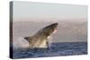 Great White Shark (Carcharodon Carcharias)-David Jenkins-Stretched Canvas